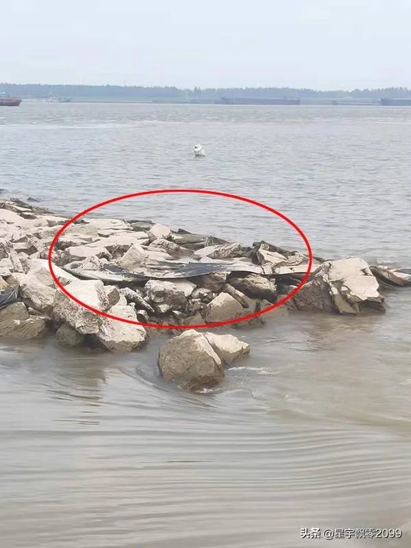 前几天出现的“三峡水怪”是什么，会是未知的生物吗？