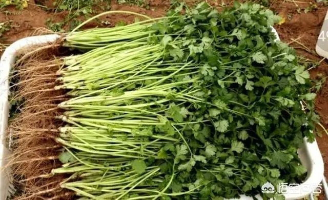 经过“豆你玩”、“姜你军”、“蒜你狠”之后，近期又迎来了“香死你”，你怎么看？