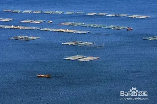 如何投资海产品养殖