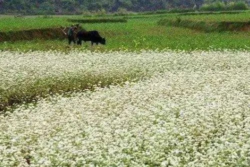 独出前门望野田，月明荞麦花如雪是什么意思