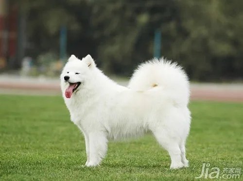 萨摩耶怎么养  饲养萨摩耶的十大要点