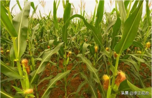 贵州“龙吟”异响，专家前往当地探虚实，三网友被办，怎么回事？