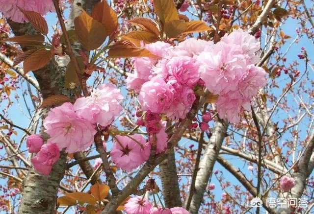 北京玉渊潭的樱花开了吗?