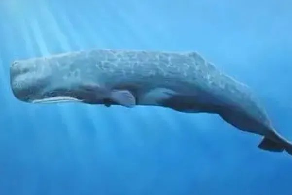 十大最大的海洋生物排名，第一是蓝鲸，虎鲸上榜
