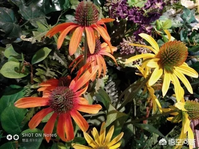 魅蓝note6发布至今,系统优化有没有全部完成?