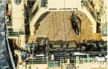 日本南极偷猎鲸鱼是怎么回事？