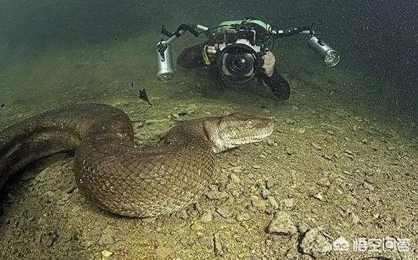 前几天出现的“三峡水怪”是什么，会是未知的生物吗？