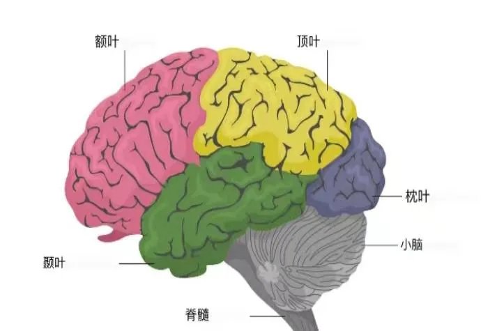 大脑的结构图片及名称