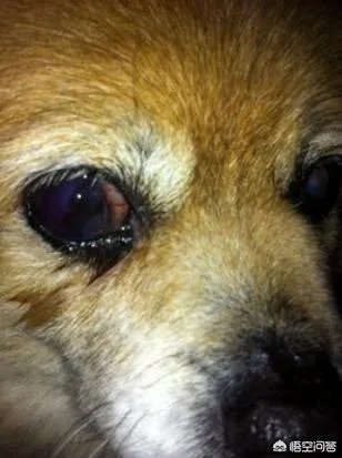 狗狗泪痕怎么解决?