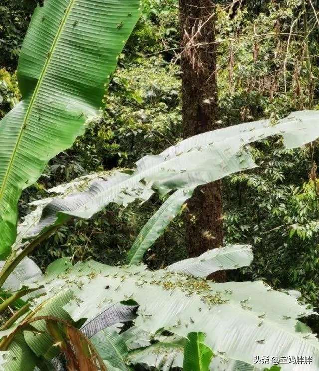 如何看待黄脊竹蝗已经入侵我国云南普洱市累积发生面积近10万亩，将会造成什么样的影响?应该如何应对？