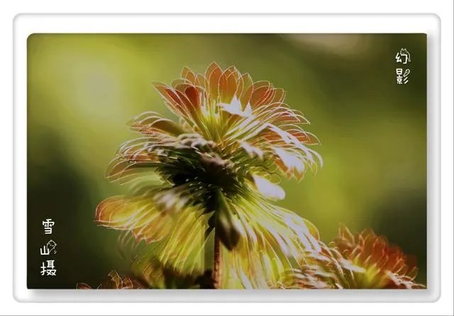 摄影是艺术吗？