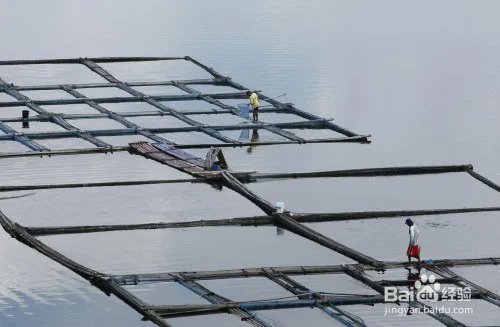 如何投资海产品养殖