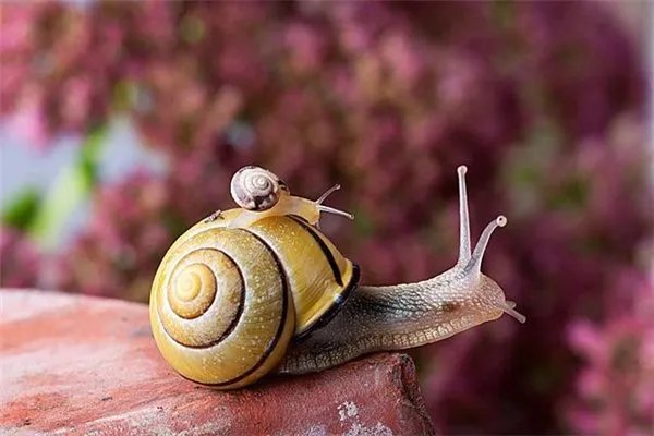 世界上牙齿最多的动物,究竟是什么?