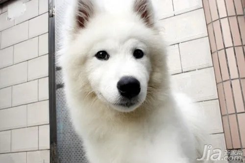 萨摩耶怎么养  饲养萨摩耶的十大要点