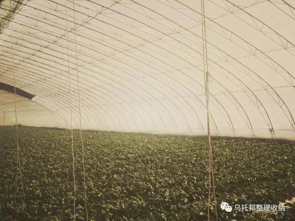 『原创』自己摘，自己动手做美味果汁！有独家秘方！