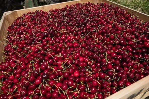 国产牛肉最高涨价20%，是不是再也吃不起肉了？