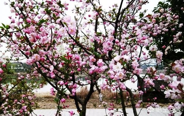 北京玉渊潭的樱花开了吗?