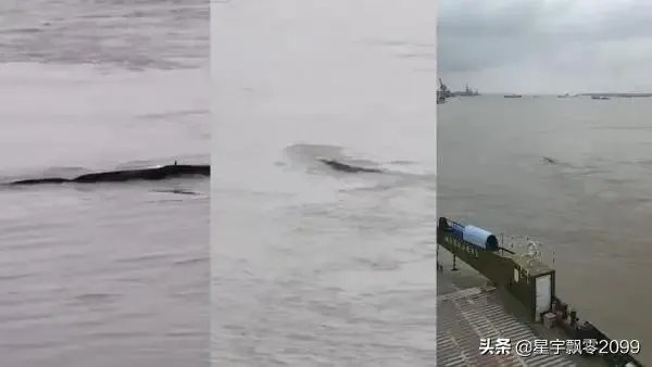 前几天出现的“三峡水怪”是什么，会是未知的生物吗？