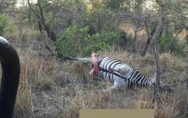 猎豹咬斑马这地方:下幕让人大笑（猎豹吃斑马过程）