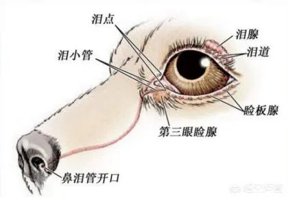 狗狗泪痕怎么解决?