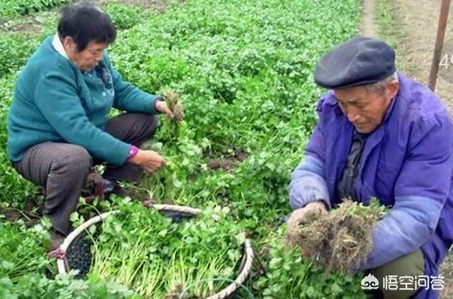 经过“豆你玩”、“姜你军”、“蒜你狠”之后，近期又迎来了“香死你”，你怎么看？